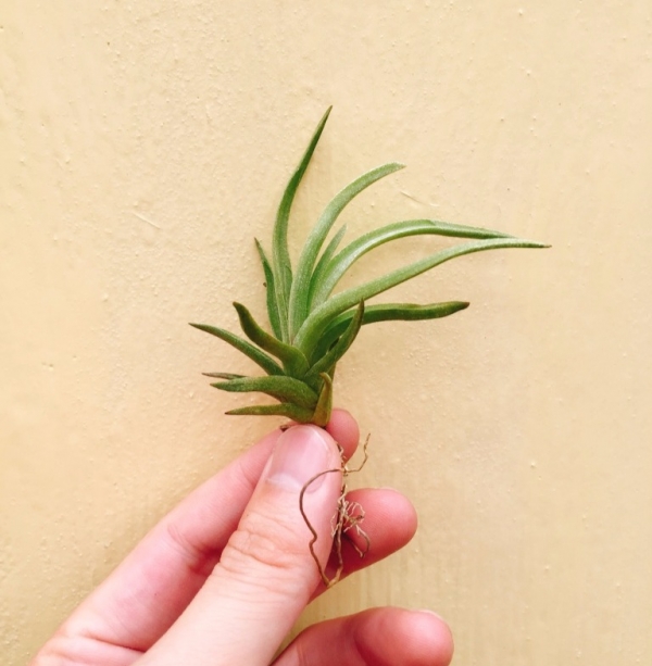 阿根廷娜／Tillandsia argentina 空氣鳳梨,鳳梨花,淨化空氣,綠化,園藝,Tillandsia