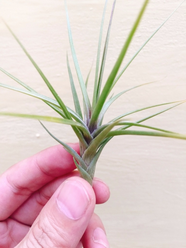 瓜地馬拉紫水晶／Tillandsia tenuifolia Guatemala 空氣鳳梨,鳳梨花,淨化空氣,綠化,園藝,Tillandsia