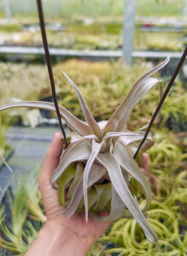 東南亞紅電捲／Tillandsia streptophylla 'Select Red' 空氣鳳梨,鳳梨花,淨化空氣,綠化,園藝,Tillandsia