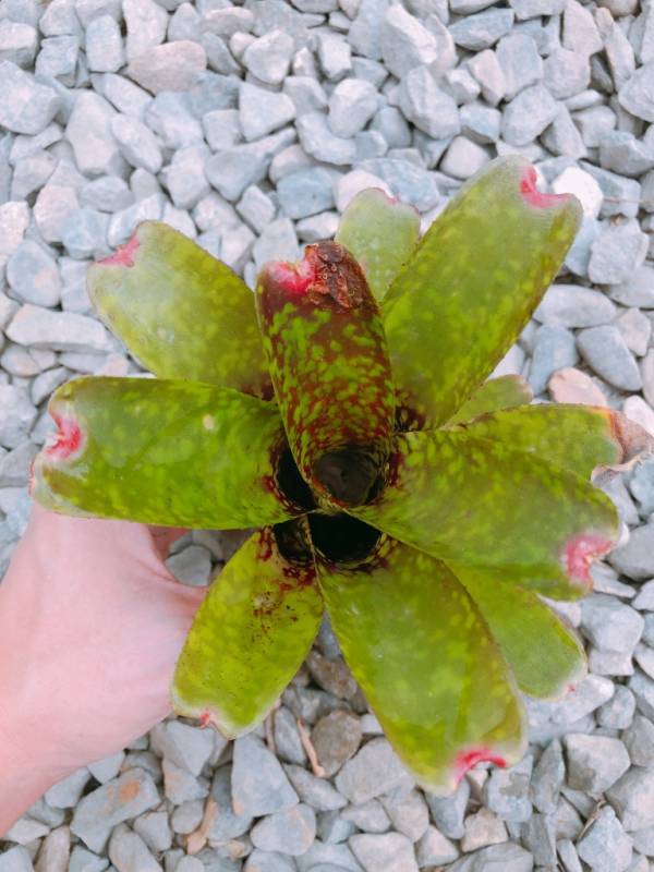 Neoregelia ampullacea x marmorata 積水鳳梨,鳳梨花