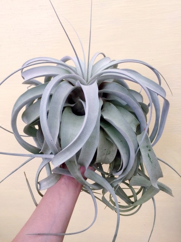 大-長捲葉霸王／Tillandsia xerographica f. var 空氣鳳梨，鳳梨花，淨化空氣，綠化，園藝，Tillandsia