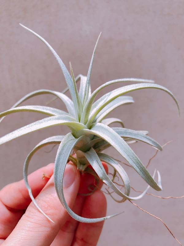 雪白天使／Tillandsia stricta 'Angel White' 空氣鳳梨，鳳梨花，淨化空氣，綠化，園藝，Tillandsia