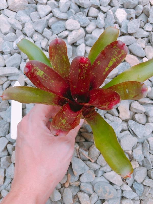 Neoregelia More or Less 積水鳳梨,鳳梨花