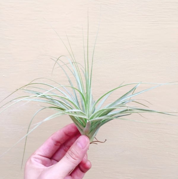 多國花x薄紗／Tillandsia stricta x gardneri 空氣鳳梨，鳳梨花，淨化空氣，綠化，園藝，Tillandsia