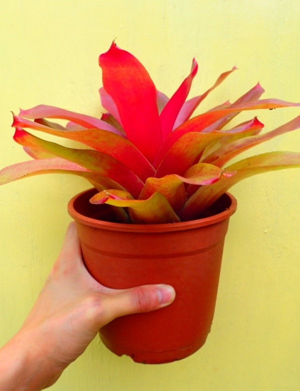黑帝斯／Neoregelia Hades 積水鳳梨,鳳梨花