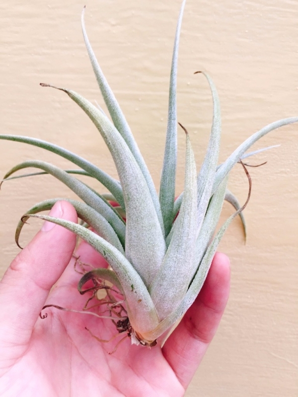 卡文斯基／Tillandsia karwinskyana 空氣鳳梨，鳳梨花，淨化空氣，綠化，園藝，Tillandsia