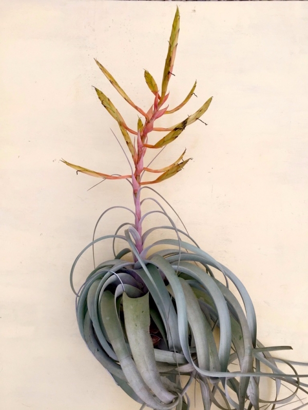 小-長捲葉霸王／Tillandsia xerographica f. var 空氣鳳梨，鳳梨花，淨化空氣，綠化，園藝，Tillandsia