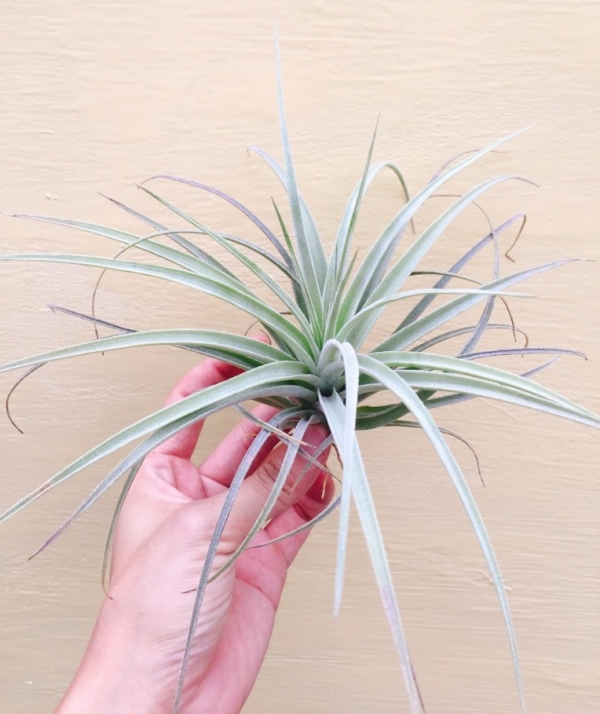 波莉亞/Tillandsia pohliana 空氣鳳梨,鳳梨花,淨化空氣,綠化,園藝,Tillandsia