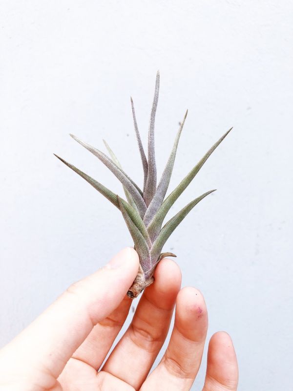 早期交種／Tillandsia albertiana x muhriae 空氣鳳梨，鳳梨花，淨化空氣，綠化，園藝，Tillandsia