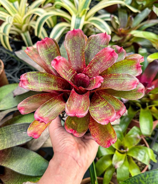 多多／Neoregelia 'More or Less' 積水鳳梨,鳳梨花