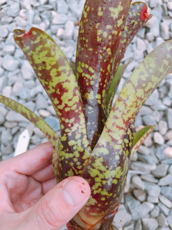 Neoregelia ampullacea x marmorata 積水鳳梨,鳳梨花