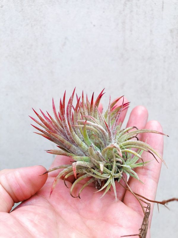 成叢-綠色型小精靈／Tillandsia ionantha Green 空氣鳳梨,鳳梨花,淨化空氣,綠化,園藝,Tillandsia