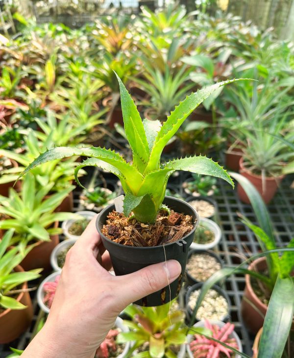 魔神／Neoregelia mooreana or Hylaeaicum mooreanum 積水鳳梨,鳳梨花