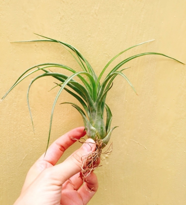 女王頭x貝可力／Tillandsia caput medusae x brachycaulos 空氣鳳梨，鳳梨花，淨化空氣，綠化，園藝，Tillandsia