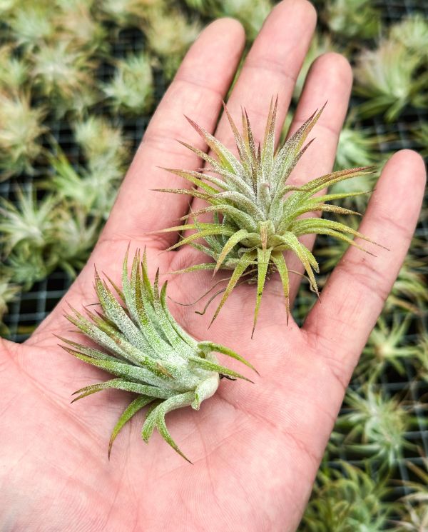 綠色型小精靈／Tillandsia ionantha 'Green' 空氣鳳梨,鳳梨花,淨化空氣,綠化,園藝,Tillandsia