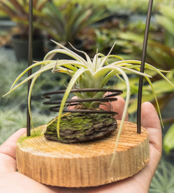 墨電交醬爆實生苗／Tillandsia streptophylla 'Mexico' x 'Jumbo' 空氣鳳梨,鳳梨花,淨化空氣,綠化,園藝,Tillandsia