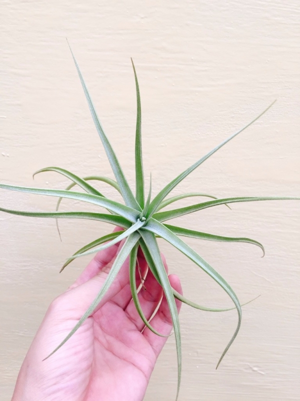 祕魯印加黃金／Tillandsia 'Peru Inca Gold 空氣鳳梨，鳳梨花，淨化空氣，綠化，園藝，Tillandsia