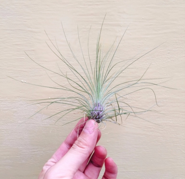 綠毛毛／Tillandsia filifolia 空氣鳳梨，鳳梨花，淨化空氣，綠化，園藝，Tillandsia