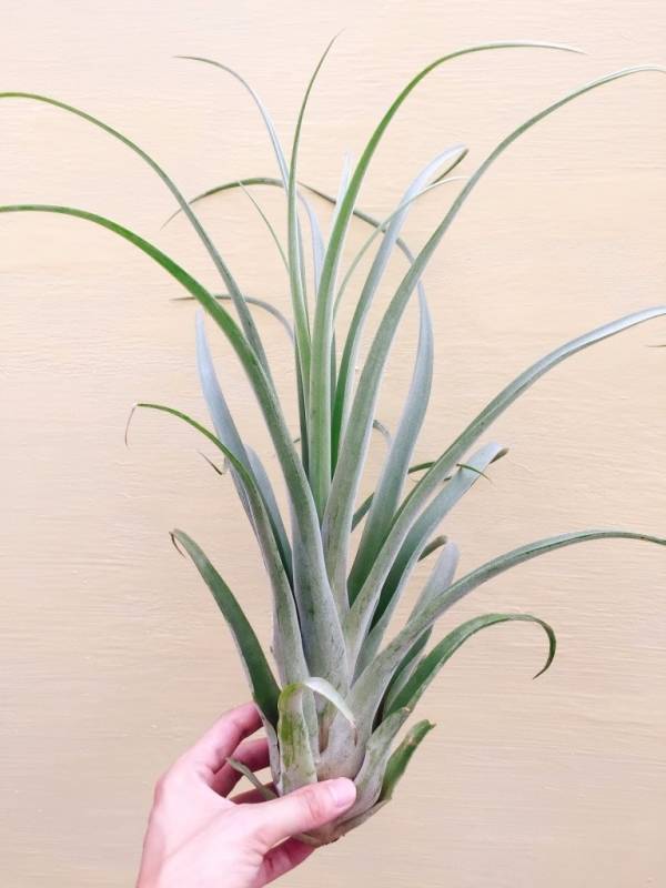 （小）粉紅姊妹花／Tillandsia sphaerocephala x caput-mudusae 'Pink Sister' 空氣鳳梨，鳳梨花，淨化空氣，綠化，園藝，Tillandsia