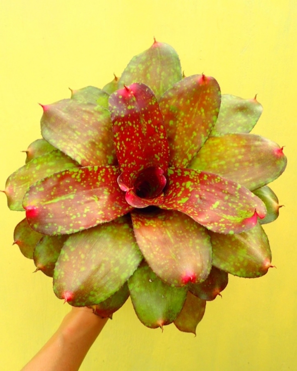淘金熱／Neoregelia Gold Fever 積水鳳梨，鳳梨花