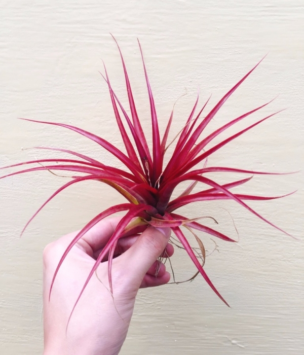 布萊德／Tillandsia bradeana 空氣鳳梨，鳳梨花，淨化空氣，綠化，園藝，Tillandsia