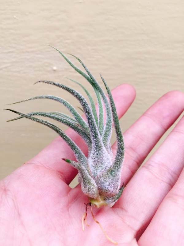 紫犀牛-紅小犀牛／Tillandsia pruinosa 空氣鳳梨，鳳梨花，淨化空氣，綠化，園藝，Tillandsia