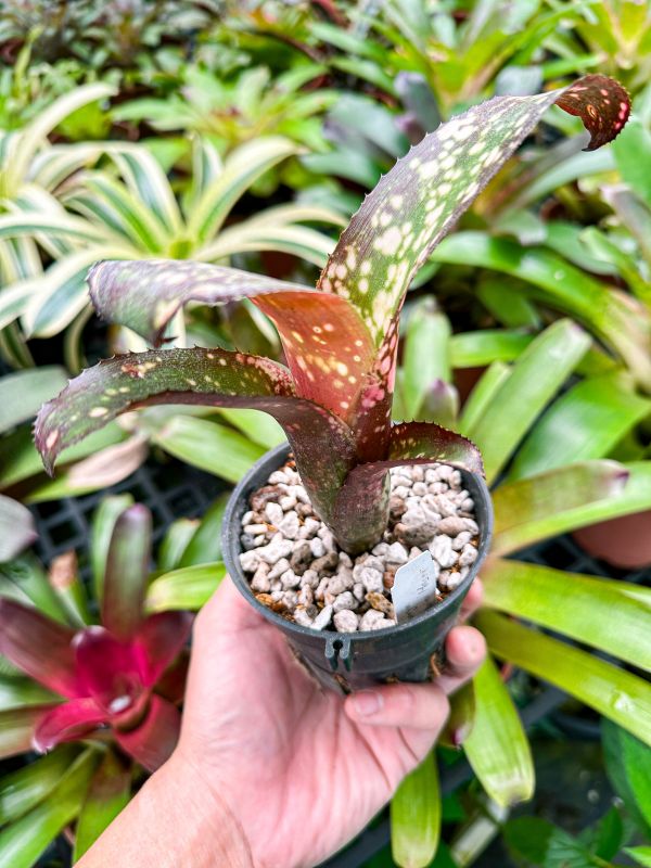 煙花巷／Billbergia ‘Poquito Mas’ 稀有,食蟲鳳梨