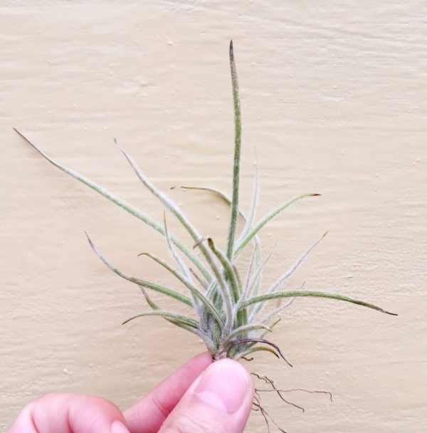 克洛卡塔／Tillandsia crocata 空氣鳳梨,鳳梨花,淨化空氣,綠化,園藝,Tillandsia