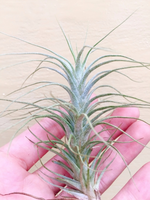 大狐尾／Tillandsia heteromorpha 空氣鳳梨，鳳梨花，淨化空氣，綠化，園藝，Tillandsia