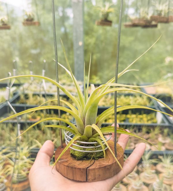 旋風交墨電實生苗／Tillandsia flexuosa x streptophylla 'Mexico' 空氣鳳梨,鳳梨花,淨化空氣,綠化,園藝,Tillandsia