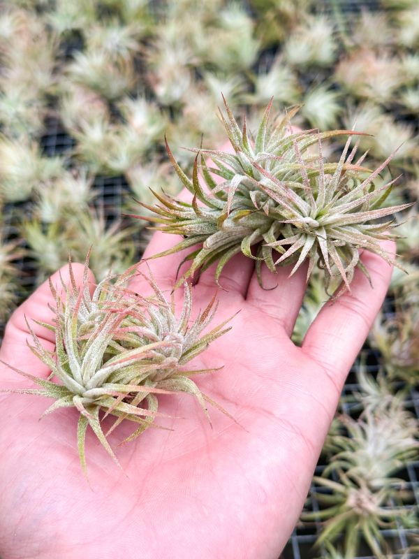 綠色型小精靈／Tillandsia ionantha 'Green' 空氣鳳梨,鳳梨花,淨化空氣,綠化,園藝,Tillandsia