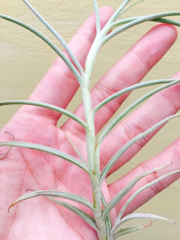 巨大克洛卡塔/Tillandsia crocata Giant 空氣鳳梨,鳳梨花,淨化空氣,綠化,園藝,Tillandsia