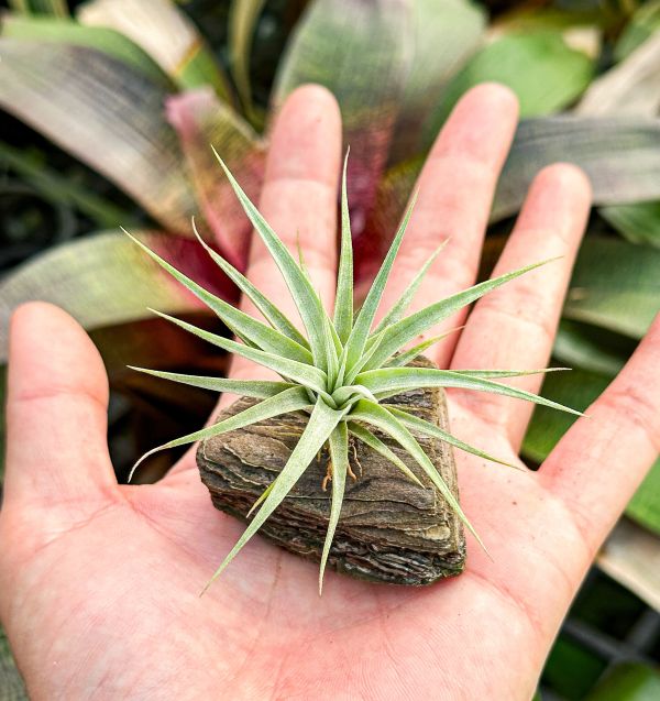 大開曼旋風交霸王／Tillandsia flexuosa 'Grand Cayman' x xerographica 空氣鳳梨,鳳梨花,淨化空氣,綠化,園藝,Tillandsia