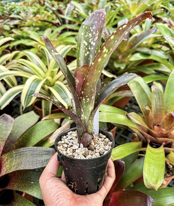 卡麗諾／Billbergia ‘Carino’ 水塔花鳳梨