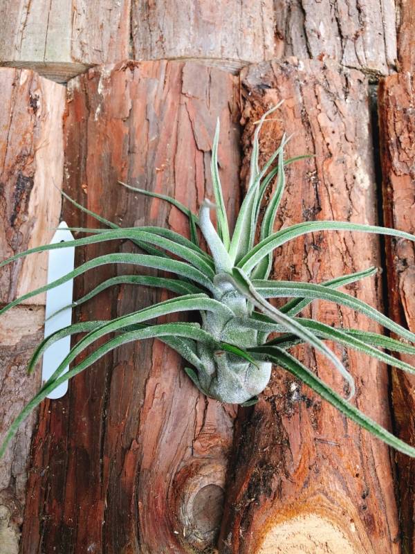 坐美人／Tillandsia Sitting Pretty 空氣鳳梨，鳳梨花，淨化空氣，綠化，園藝，Tillandsia