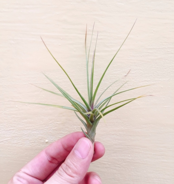瓜地馬拉紫水晶／Tillandsia tenuifolia Guatemala 空氣鳳梨,鳳梨花,淨化空氣,綠化,園藝,Tillandsia