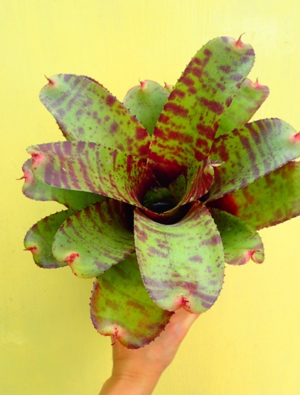星夜／Neoregelia Spotted Night 積水鳳梨，鳳梨花