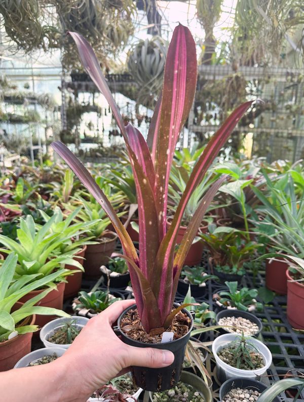 螢光火箭／Billbergia 'Bellissima' 水塔花鳳梨