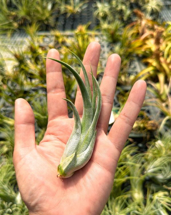 紅女王頭／Tillandsia paucifolia 空氣鳳梨,鳳梨花,淨化空氣,綠化,園藝,Tillandsia