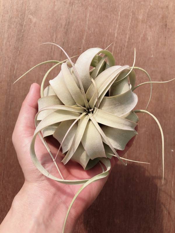 小-瓜地馬拉霸王／Tillandsia xerographica 空氣鳳梨,鳳梨花,淨化空氣,綠化,園藝,Tillandsia