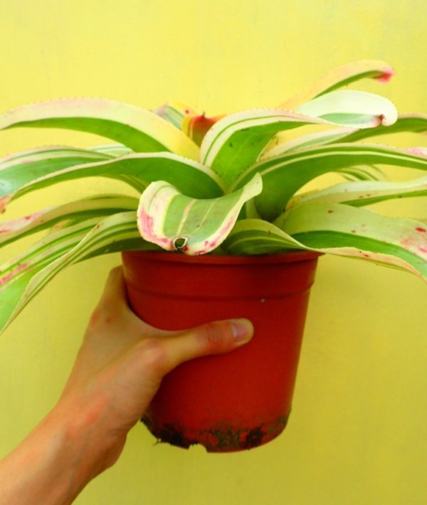 魔拉多／Neoregelia Morado 積水鳳梨，鳳梨花