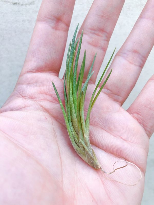 掌上花／Tillandsia vernicosa ‘Tall’ 空氣鳳梨，鳳梨花，淨化空氣，綠化，園藝，Tillandsia