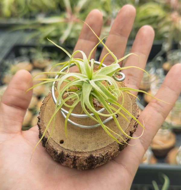 迷你電捲實生苗／Tillandsia diguetii 空氣鳳梨,鳳梨花,淨化空氣,綠化,園藝,Tillandsia