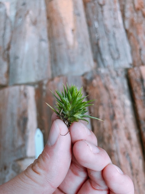 ／Tillandsia (andreana x funckiana) x ionantha 'Totem Pole' (dwarf crested form) 空氣鳳梨，鳳梨花，淨化空氣，綠化，園藝，Tillandsia