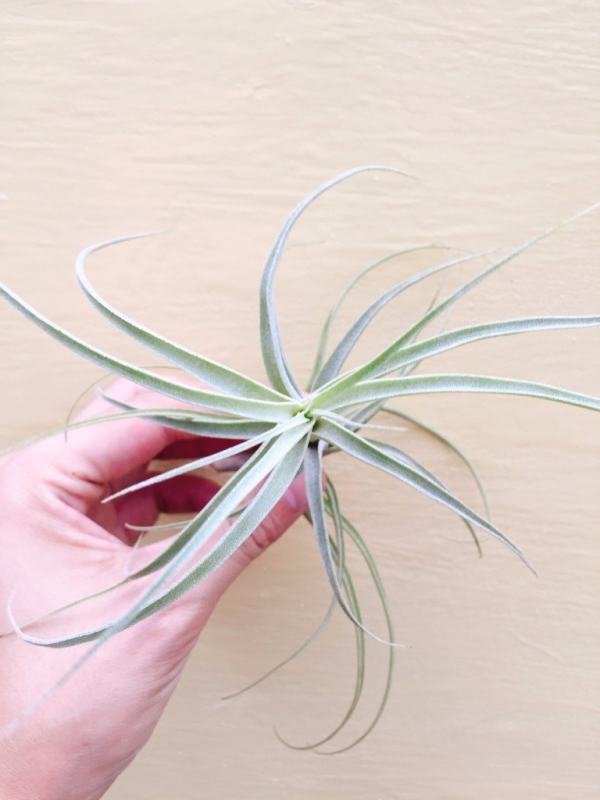 魔藤／Tillandsia queroensis 空氣鳳梨，鳳梨花，淨化空氣，綠化，園藝，Tillandsia