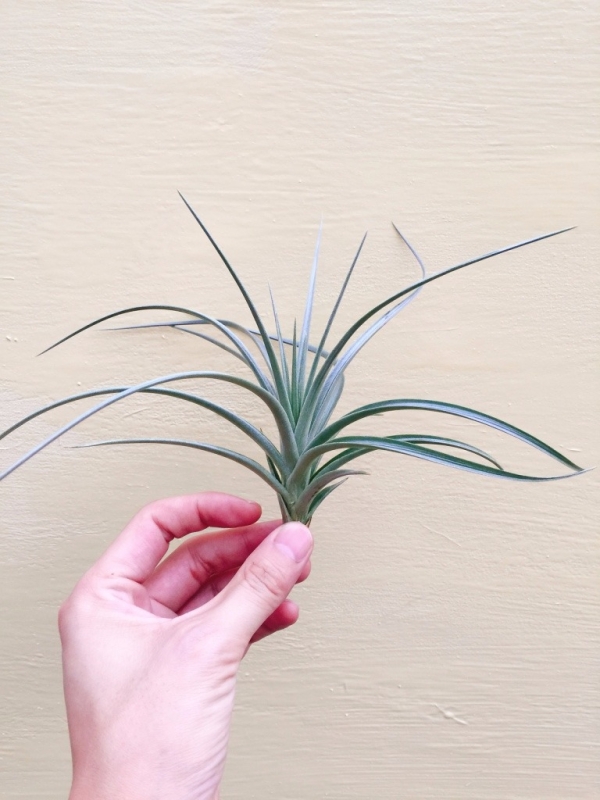 黃花風鈴／Tillandsia jucunda 空氣鳳梨，鳳梨花，淨化空氣，綠化，園藝，Tillandsia