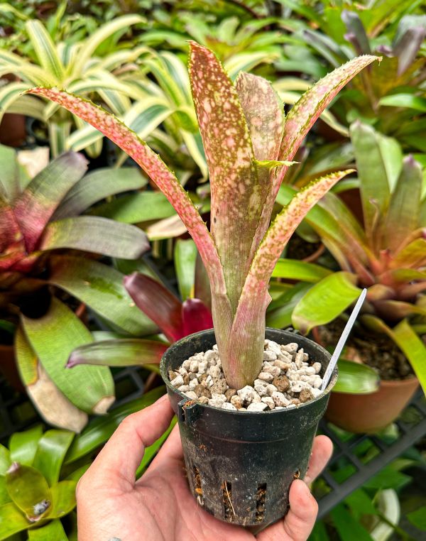 變色龍／Billbergia leptopoda 稀有,食蟲鳳梨