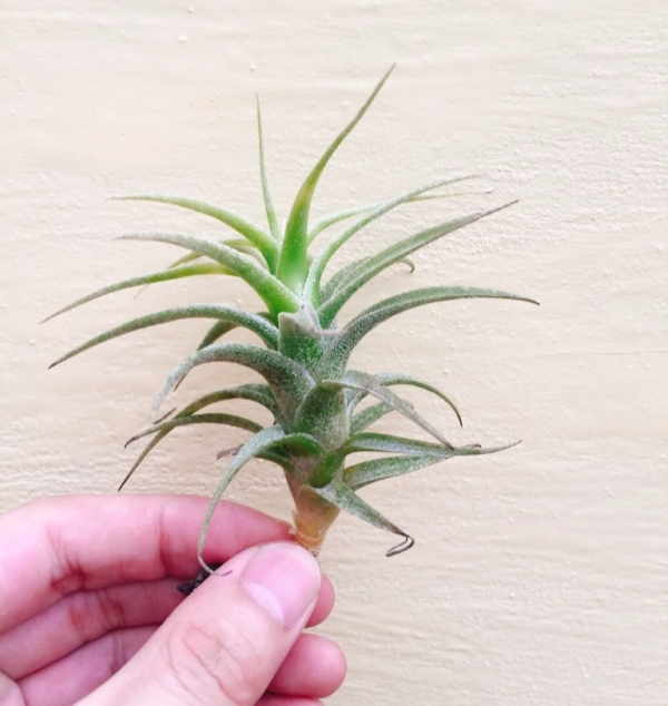 小-毒藥／Tillandsia latifolia 空氣鳳梨，鳳梨花，淨化空氣，綠化，園藝，Tillandsia