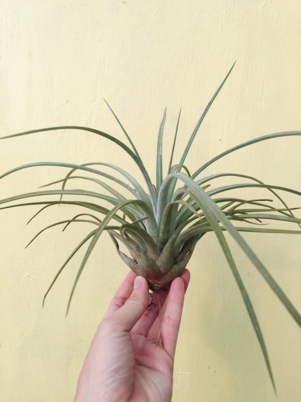 柏金／Tillandsia carrilloi 空氣鳳梨，鳳梨花，淨化空氣，綠化，園藝，Tillandsia