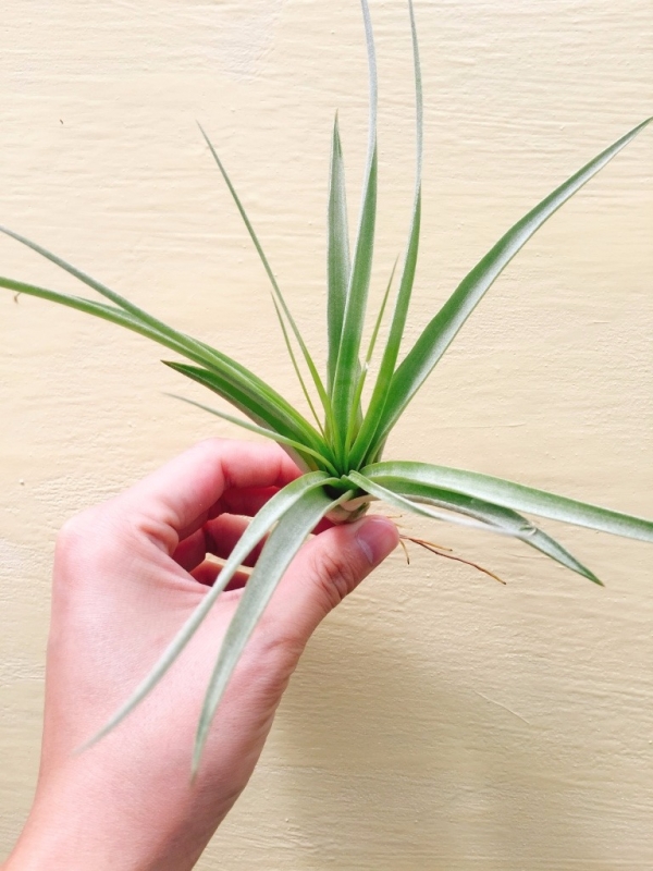 紅粉佳人x卡莉芬尼／Tillandsia achyrostachys x califanii 空氣鳳梨，鳳梨花，淨化空氣，綠化，園藝，Tillandsia